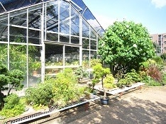 温室前には盆栽や鉢物が展示されている