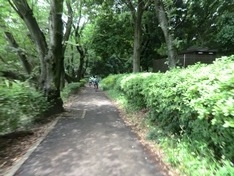 砧公園のサイクリングロード