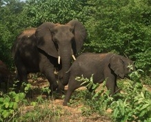 アフリカ象の家族が水浴びに行く