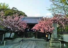 (3)幸区・延命寺山門前の桜