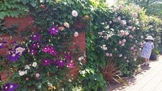 　　園内入口付近　紫系の花群