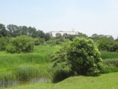 　　　　　　野鳥公園の池と草原