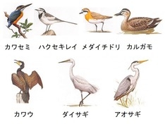 観察した野鳥(野鳥公園 鳥ガイドより)