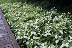 ハンゲショウの群生