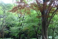 緑のグラデーション