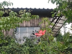 庭からみた外のカフェ