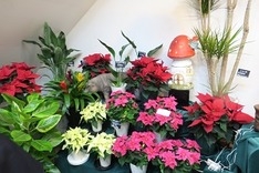 ポインセチアも多品種が揃っている