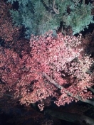 ライトアップされた庭園の紅葉