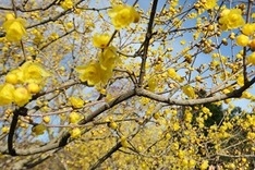 午前中がより香る 9時開園