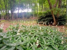 広場へ行くまでの森林