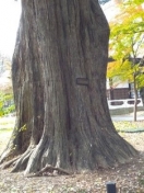 　　名木百選のカヤの大樹