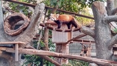 レッサーパンダ
