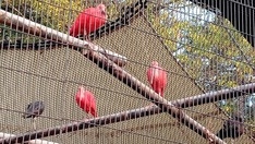 ショウジョウトキ