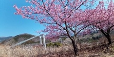 桜と「風の吊り橋」