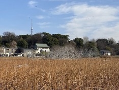 枯れた蓮の池とスカイツリー