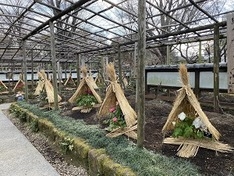 藁囲いに守られて咲く牡丹