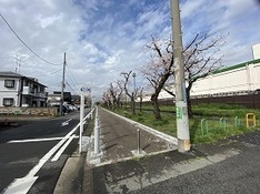 ⑶ 殿町三丁目公園の桜並木 剪定されていて寂しい