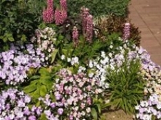 バラ園の花は多種多様