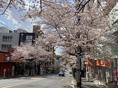 ⑴春待坂 並木は横浜市まで続く