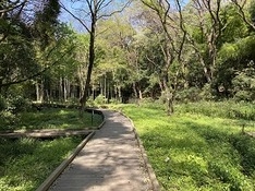 ⑵森林公園・木の歩道
