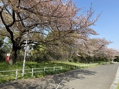 ⑶緑が丘霊園の桜