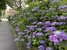 ⑻鷺沼北公園の紫陽花