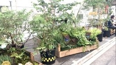 ☆駅前に造園家の植栽ゲリラアート