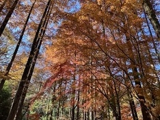 ⑸異次元の空間に入ったようなメタセコイアの林