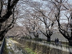 (4)見ごたえのある桜並木