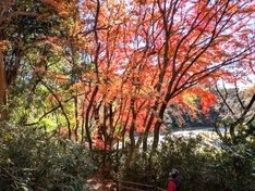 12月末に見頃のモミジ