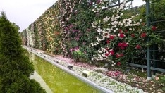 どこまでも続く薔薇の壁