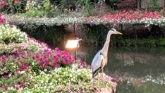 アオサギが遊んでいる