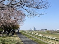 ⑴雪柳は高津区から幸区まで続いている