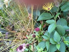 枯草の間から黄色が可憐