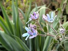 オキシペタラムブルースター