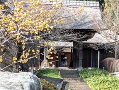 江戸時代からの山門とロウバイ