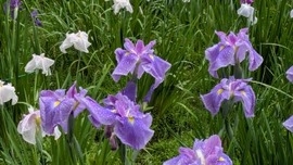 花形も大きくパステルカラーが美し