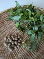 ムカゴとツユクサ